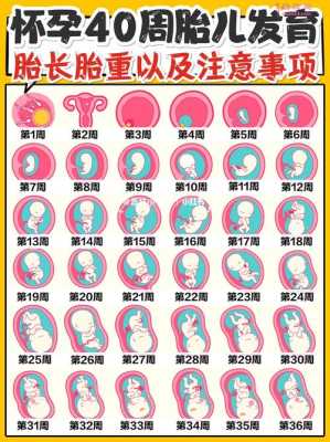 胎儿雏形是男孩子(12周孩子发育到什么程度) 第1张 胎儿雏形是男孩子(12周孩子发育到什么程度) 第1张