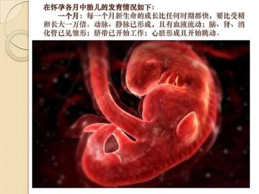 胎儿雏形是男孩子(12周孩子发育到什么程度) 第3张 胎儿雏形是男孩子(12周孩子发育到什么程度) 第3张