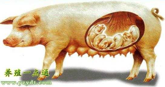 怀孕80天的胎儿图(母猪怀孕50多天的胎儿多大) 第1张 怀孕80天的胎儿图(母猪怀孕50多天的胎儿多大) 第1张