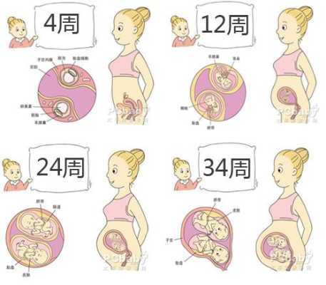 太平洋介绍,太平洋胎儿发育图片大全 第2张 太平洋介绍,太平洋胎儿发育图片大全 第2张