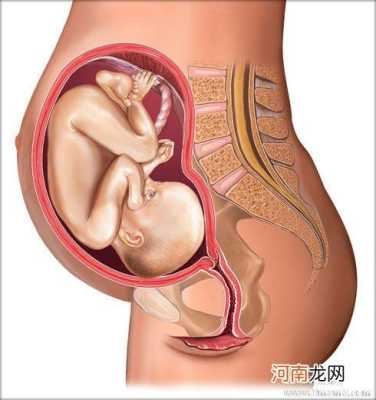 孕三十八周胎儿图(孕三十八周胎儿图片) 第1张 孕三十八周胎儿图(孕三十八周胎儿图片) 第1张