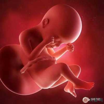 3d视频怎么看,胎儿3d发育过程视频讲解 第2张 3d视频怎么看,胎儿3d发育过程视频讲解 第2张