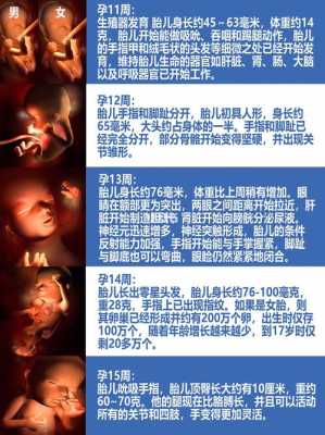 3d视频怎么看,胎儿3d发育过程视频讲解 第3张 3d视频怎么看,胎儿3d发育过程视频讲解 第3张