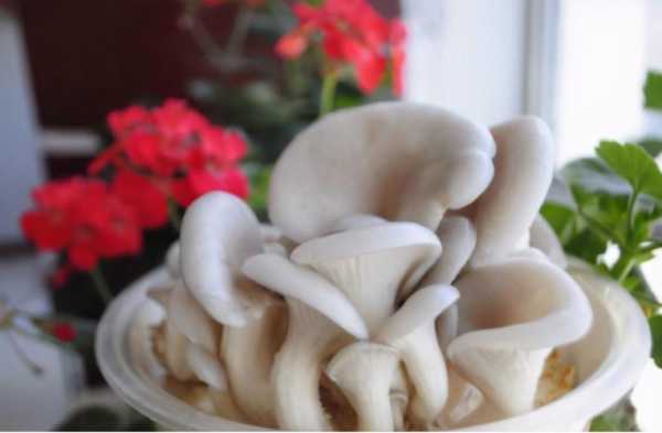 怀孕初期能吃平菇吗,孕妇吃平菇对胎儿好吗有影响吗 第3张 怀孕初期能吃平菇吗,孕妇吃平菇对胎儿好吗有影响吗 第3张