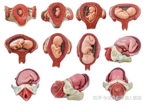 怀孕36周胎儿入盆图（怀孕36周胎儿入盆图片）  第2张