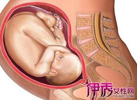 九个月胎儿有多大(九个月胎儿有多大图片) 第2张 九个月胎儿有多大(九个月胎儿有多大图片) 第2张