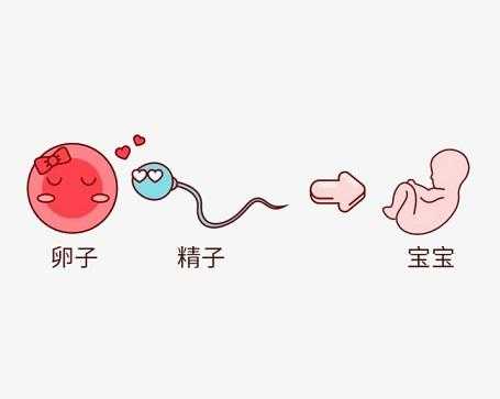 受精成功需要多久,易孕期同房几天才受精正常 第3张 受精成功需要多久,易孕期同房几天才受精正常 第3张