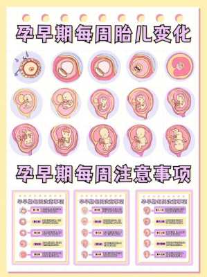 不同月份宝宝在肚子里的位置,胎儿下怀应注意什么问题 第1张 不同月份宝宝在肚子里的位置,胎儿下怀应注意什么问题 第1张