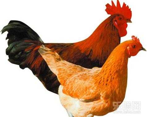 孕期吃公鸡还是母鸡好(孕期吃公鸡还是母鸡好呢) 第3张 孕期吃公鸡还是母鸡好(孕期吃公鸡还是母鸡好呢) 第3张