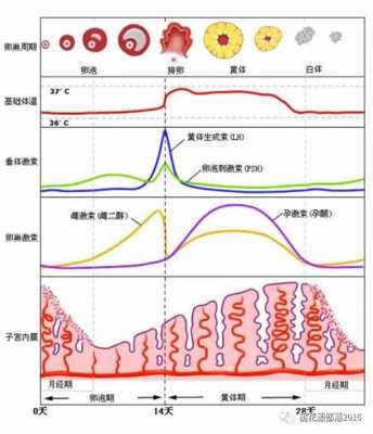 孕期激素水平变化规律(孕期激素水平变化规律是什么) 第2张 孕期激素水平变化规律(孕期激素水平变化规律是什么) 第2张