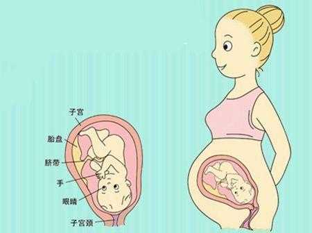 孕30周以后胎儿会睡觉和醒来吗,怀孕30周胎儿位置图 第2张 孕30周以后胎儿会睡觉和醒来吗,怀孕30周胎儿位置图 第2张