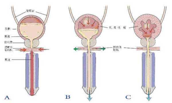 胎儿踢膀胱可爱图(胎儿踢膀胱正常吗) 第1张 胎儿踢膀胱可爱图(胎儿踢膀胱正常吗) 第1张