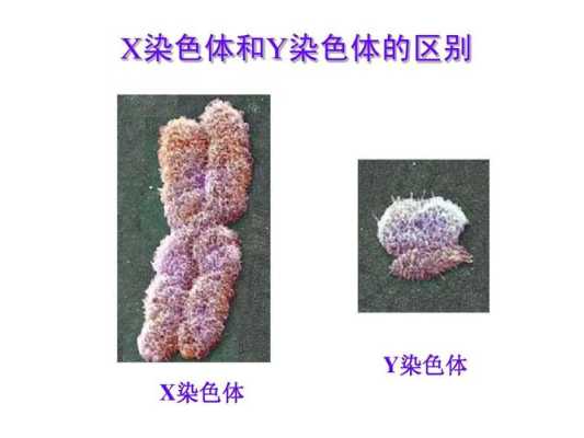 胎儿偏小 染色体(什么是染色体畸变CNV) 第2张 胎儿偏小 染色体(什么是染色体畸变CNV) 第2张