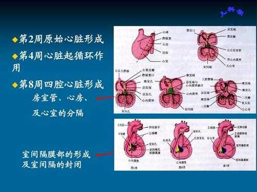 四腔心是什么,胎儿四腔心是什么意思 第1张 四腔心是什么,胎儿四腔心是什么意思 第1张