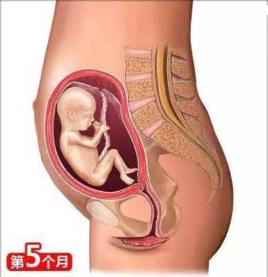 怀孕5个半月胎儿图(怀孕5个半月胎儿图片) 第2张 怀孕5个半月胎儿图(怀孕5个半月胎儿图片) 第2张