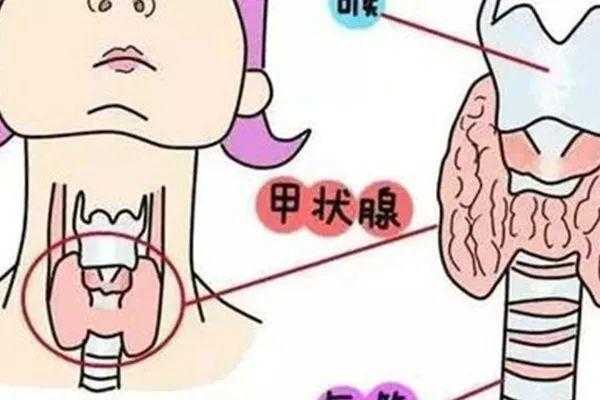 轻微甲减对胎儿影响吗(轻微甲减对胎儿影响吗女性) 第2张 轻微甲减对胎儿影响吗(轻微甲减对胎儿影响吗女性) 第2张