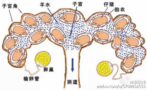 母猪产程过长的原因和解决方法,产程过长对胎儿的影响有哪些 第3张 母猪产程过长的原因和解决方法,产程过长对胎儿的影响有哪些 第3张