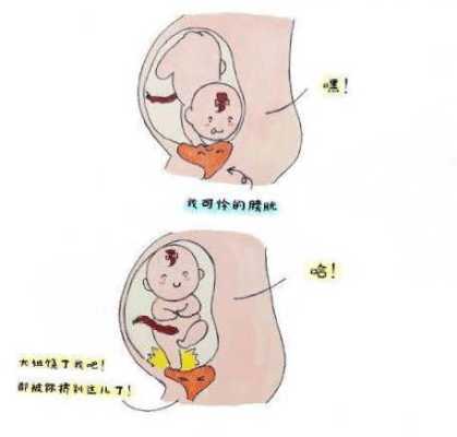 胎儿膀胱是什么意思（胎儿膀胱是什么意思）  第2张