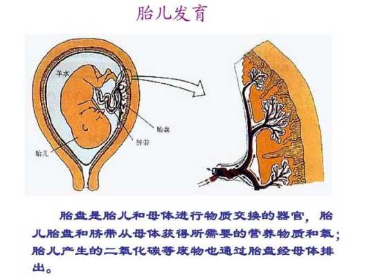 胎儿通过胎盘从母体获得(胎儿通过胎盘从母体获得) 第2张 胎儿通过胎盘从母体获得(胎儿通过胎盘从母体获得) 第2张