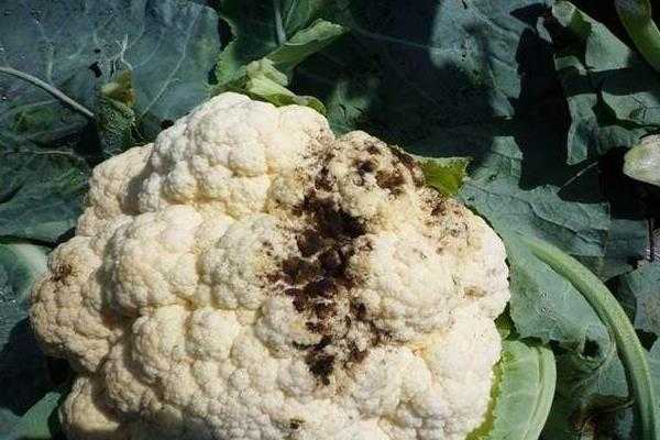 孕期患霉菌怎么办(孕期患霉菌怎么办啊) 第3张 孕期患霉菌怎么办(孕期患霉菌怎么办啊) 第3张