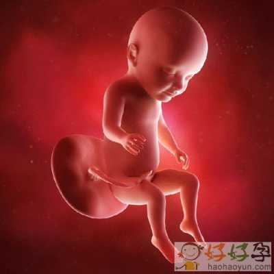 怀孕63天胎儿发育图片(怀孕63天胎儿发育图片大全) 第3张 怀孕63天胎儿发育图片(怀孕63天胎儿发育图片大全) 第3张