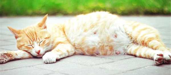 怀孕的母猫来家里代表什么,怀孕期间梦见猫,赶都赶不走 第1张 怀孕的母猫来家里代表什么,怀孕期间梦见猫,赶都赶不走 第1张