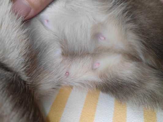怀孕的母猫来家里代表什么,怀孕期间梦见猫,赶都赶不走 第3张 怀孕的母猫来家里代表什么,怀孕期间梦见猫,赶都赶不走 第3张