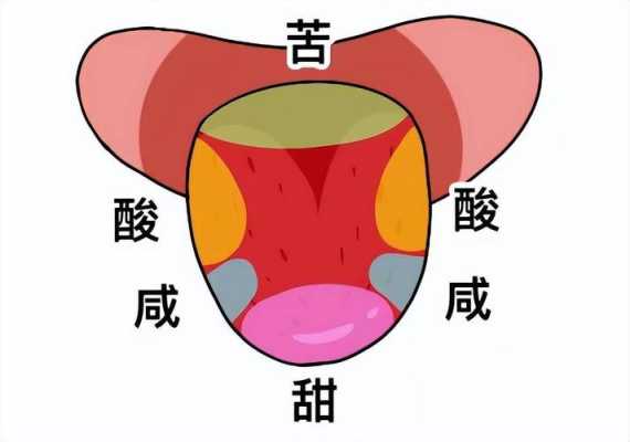 孕期味觉不好怎么回事(孕期味觉不好怎么回事儿) 第3张 孕期味觉不好怎么回事(孕期味觉不好怎么回事儿) 第3张
