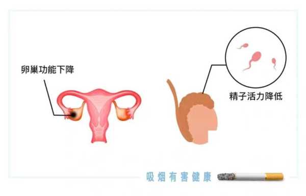 孕前吸烟对胎儿的影响(孕前吸烟对胎儿的影响大吗) 第2张 孕前吸烟对胎儿的影响(孕前吸烟对胎儿的影响大吗) 第2张