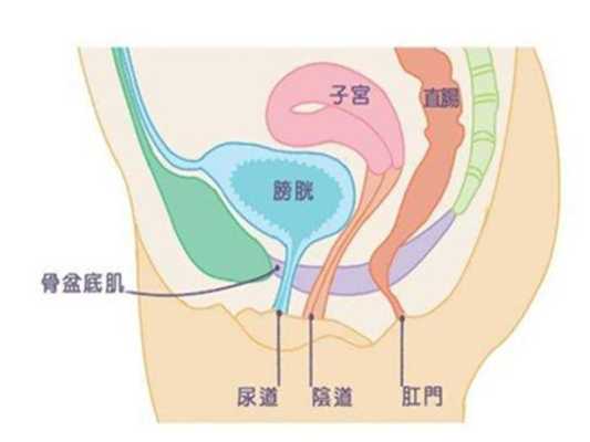 孕期子宫下垂能恢复吗(子宫下垂怎么做能恢复好) 第2张 孕期子宫下垂能恢复吗(子宫下垂怎么做能恢复好) 第2张