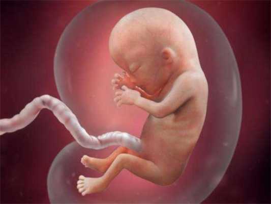 25周胎儿在肚子里图片(怀孕25周,肚子有时候发紧什么原因) 第2张 25周胎儿在肚子里图片(怀孕25周,肚子有时候发紧什么原因) 第2张
