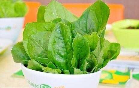 备孕期间能吃菠菜吗(备孕期间能吃菠菜吗) 第2张 备孕期间能吃菠菜吗(备孕期间能吃菠菜吗) 第2张