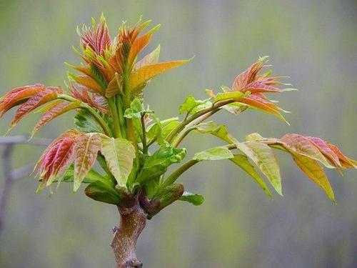 孕期白带发绿怎么治(怀孕了白带变绿色是什么原因) 第2张 孕期白带发绿怎么治(怀孕了白带变绿色是什么原因) 第2张