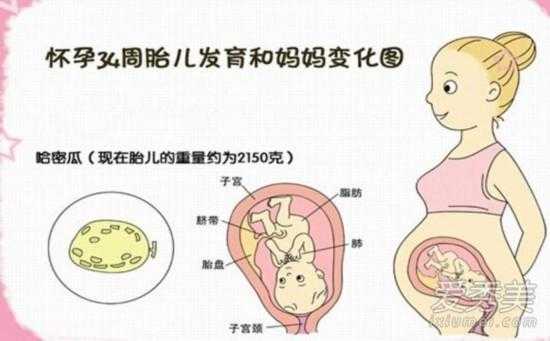 怀孕3个月胎儿有多大,3个月的胎儿发育标准表 第1张 怀孕3个月胎儿有多大,3个月的胎儿发育标准表 第1张
