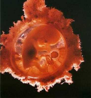 怀孕四个月胎儿视频(模拟人生拍摄孕期视频怎么拍) 第2张 怀孕四个月胎儿视频(模拟人生拍摄孕期视频怎么拍) 第2张