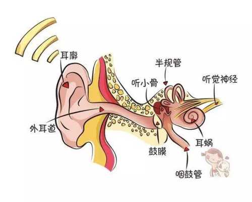 胎儿内耳发育(胎儿内耳发育注意事项) 第2张 胎儿内耳发育(胎儿内耳发育注意事项) 第2张