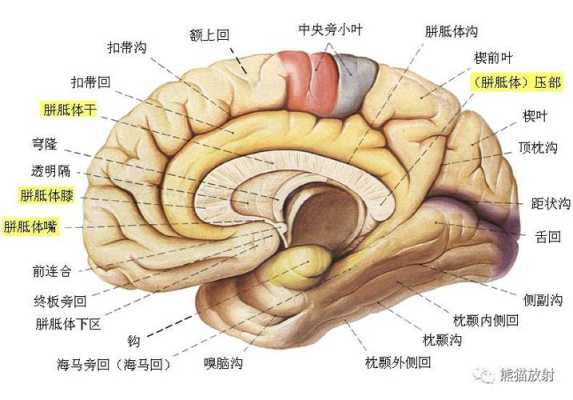 胎儿颅脑解剖(计算神经科学的颅相学是什么) 第2张 胎儿颅脑解剖(计算神经科学的颅相学是什么) 第2张