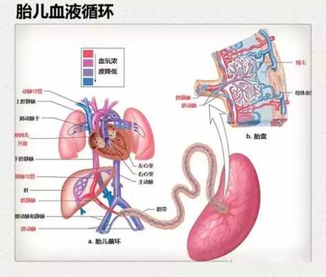 胎儿颅脑解剖(计算神经科学的颅相学是什么) 第3张 胎儿颅脑解剖(计算神经科学的颅相学是什么) 第3张