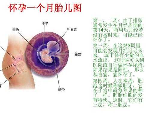 胎儿成长周期（胎儿成长周期图）  第1张