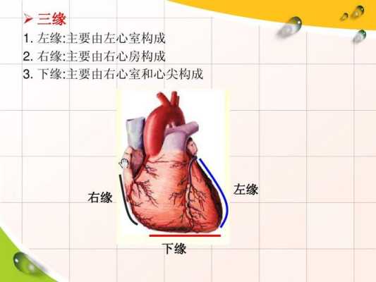 胎儿心尖朝左(心底由什么构成) 第2张 胎儿心尖朝左(心底由什么构成) 第2张