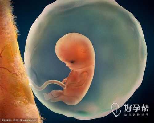 胚芽就是胎儿吗(孕早期胚芽是什么) 第3张 胚芽就是胎儿吗(孕早期胚芽是什么) 第3张