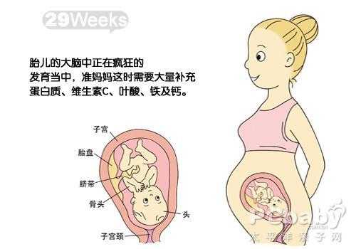 二十九周的胎儿有多大,孕期29周是几个月了 第3张 二十九周的胎儿有多大,孕期29周是几个月了 第3张