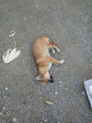 泰迪宝宝死了扔掉母狗会找吗,胎儿死了会有什么症状 第1张 泰迪宝宝死了扔掉母狗会找吗,胎儿死了会有什么症状 第1张