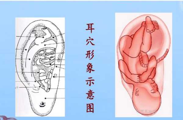 胎儿耳廓发育时间(胎儿耳廓发育时间多长) 第1张 胎儿耳廓发育时间(胎儿耳廓发育时间多长) 第1张