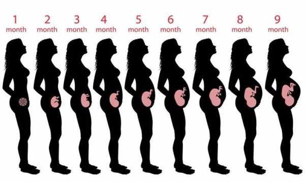 怀孕期间子宫的变化(怀孕期间子宫的变化图) 第3张 怀孕期间子宫的变化(怀孕期间子宫的变化图) 第3张
