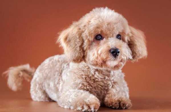 泰迪幼犬吃肉呕吐,孕期吃肉就吐怎么回事啊 第2张 泰迪幼犬吃肉呕吐,孕期吃肉就吐怎么回事啊 第2张