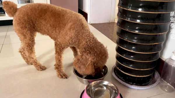泰迪幼犬吃肉呕吐,孕期吃肉就吐怎么回事啊 第3张 泰迪幼犬吃肉呕吐,孕期吃肉就吐怎么回事啊 第3张