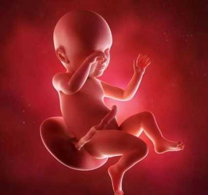 孕期14周胎儿图片(孕十四周胎儿在肚子哪?请教专业人士) 第3张 孕期14周胎儿图片(孕十四周胎儿在肚子哪?请教专业人士) 第3张