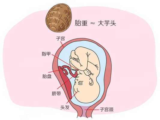 胎儿头朝上的原因(胎儿头朝上是什么原因造成的) 第2张 胎儿头朝上的原因(胎儿头朝上是什么原因造成的) 第2张