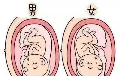 胎儿腿长是男孩女孩(胎儿腿长是男孩女孩?) 第3张 胎儿腿长是男孩女孩(胎儿腿长是男孩女孩?) 第3张